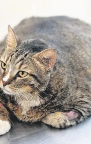 Obez kedi