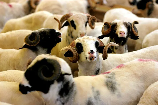 yarin-arefe-mi-arefe-arife-gunu-ozel-sektore-izin-var-mi-arefe-gunu-yarim-mi-tam-mi-1626509277965.jpg Arefe (Arife) günü özel sektöre izin var mı? Yarın arefe mi? Arefe günü yarım mı, tam mı?-4