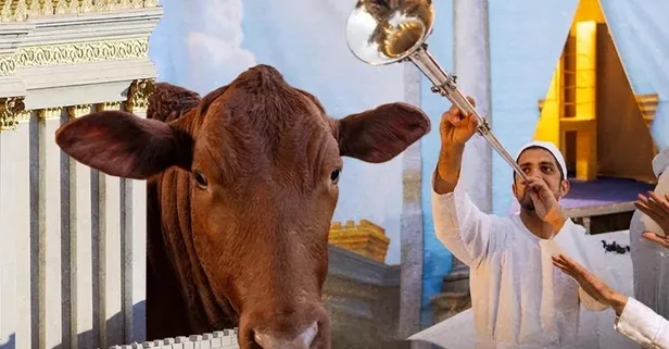 Tapınak çetesi harekete geçti: Sözde ‘Kızıl İnek’ kehaneti için Fısıh Bayramı hazırlığı! Mescid-i Aksa’yı yıkmak için Kudüs’te keçi kurban ettiler