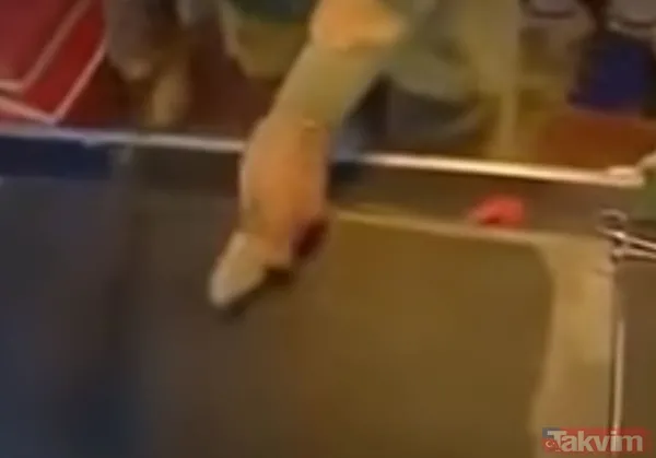 Sadece tek bir damlası kanı hale getirmeye yetti! 55 milyonluk yılan deneyi tehlikenin kanıtı - 11