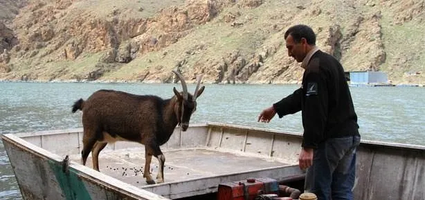 Keçi babası