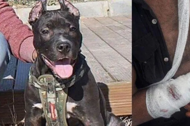 Aydın'da Pitbull dehşeti! Sahibine saldırdı