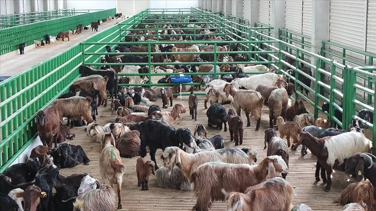 Hayvancılık destekleme başvuruları başladı!