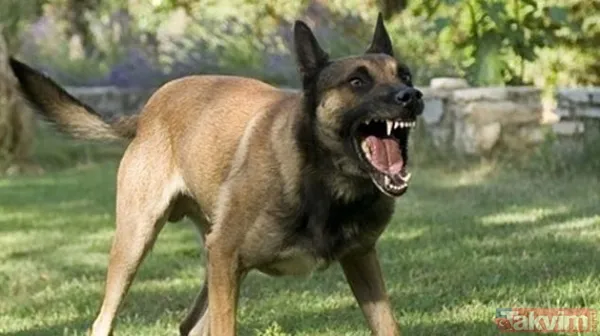 Ekşi Sözlük isimli lağım çukurunun kokuşmuş zihniyeti! 'Bir çocuğu mu kurtarırsınız yoksa bir köpeği mi?' sorusuna verilen cevaplar mide bulandırdı - 4