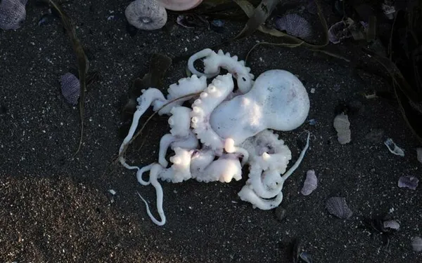 Rusya'daki görüntü herkesi korkuttu! Onlarca ceset kıyıya vurdu-6