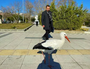 Gören şaşırıyor! Bu leylek uçmayı unuttu