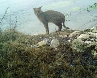 ’Saz kedisi’ Eskişehir’de ilk kez görüntülendi