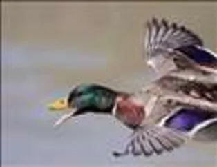 Kuşların Dünyası - 1