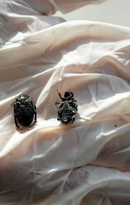 İnegöl'de türü belirlenemeyen böcek
