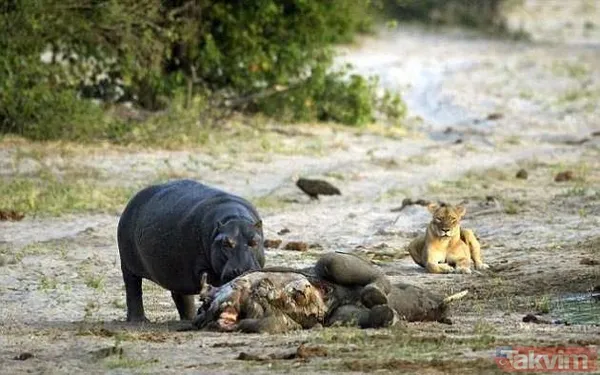 Yılan evcil köpeğe saldırdı! Dehşet dolu anlar... - 14