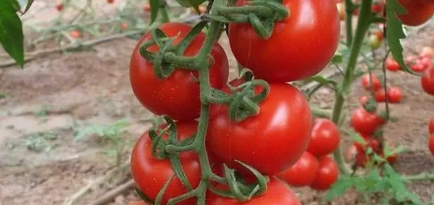 Enflasyon % 1.65 arttı domates şampiyon