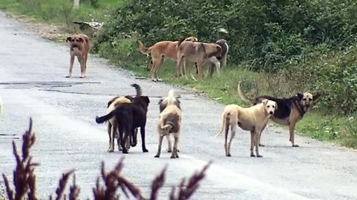 Başıboş köpek sorununun korkunç bilançosu: Kimi öldü kimi parçalandı, kimi yaralandı!