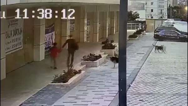 İstanbul Avcılar'da babasıyla servis bekleyen çocuğa sokak köpekleri saldırdı! Korku dolu anlar kamerada-2