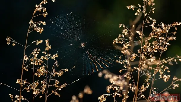 Titanic böyle yapılsaydı batmaz mıydı? Bilim dünyasını heyecanlandıran örümcek taktiği - 10