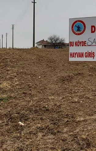 Kırşehir'de şarbon hastalığı