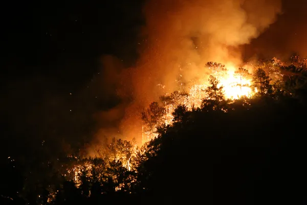 son-dakika-marmariste-yangin-alevler-nasil-basladi-10-yaslarindaki-iki-cocugun-ifadesi-alindi-kitap-yakiyorduk-alev-cogaldi-1627631615224.jpg SON DAKİKA: Marmaris'te yangın! Alevler nasıl başladı? 10 yaşlarındaki iki çocuğun ifadesi alındı: Kitap yakıyorduk alev çoğaldı-2