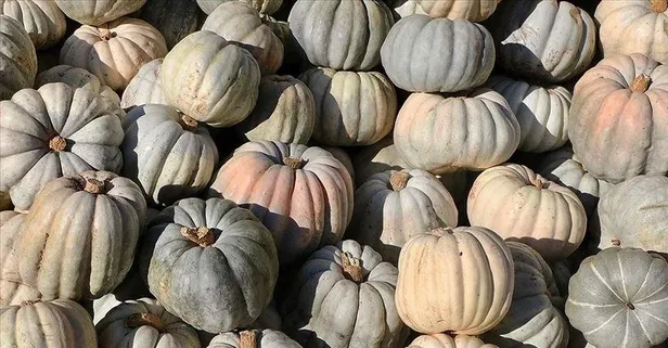 Kabağın faydaları nelerdir?