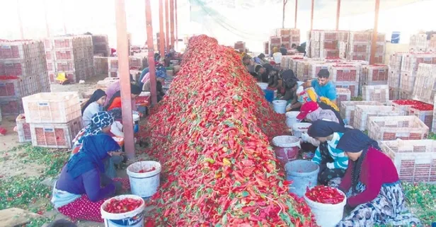 Gaziantep'te acı biber mesaisi başladı: 8 bin işçi 40 derece sıcakta çalışıyor