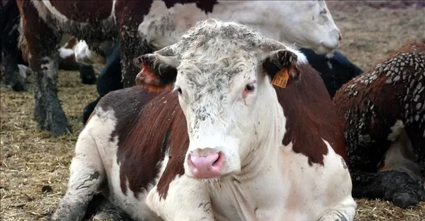 Ankara’dan sonra Bolu’da! Deli dana şüphesi ikinci kez görüldü! Deli dana belirtileri neler, nasıl bulaşır?