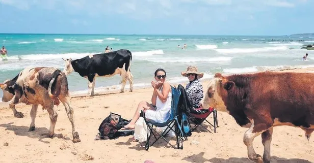 Özel plajlar pahalı olunca vatandaşın tercihi halk plajları oldu! Ancak o plajlarda inekler de halkın arasına karıştı!