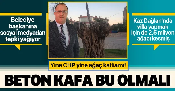 CHP'li Küçükkuyu Belediyesi asırlık ağaçları katletti! Belediye Başkanı Cengiz Balkan'a tepki yağdı: Beton kafa bu olmalı