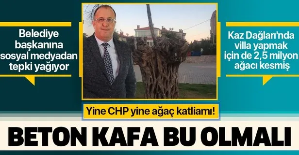 CHP’li Küçükkuyu Belediyesi asırlık ağaçları katletti! Belediye Başkanı Cengiz Balkan’a tepki yağdı: Beton kafa bu olmalı