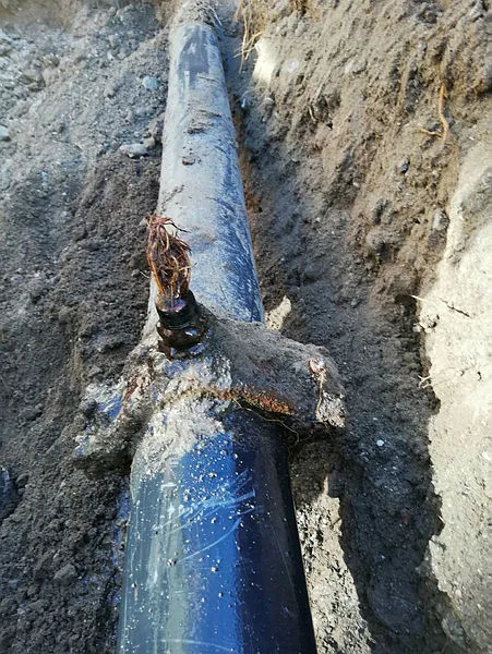 manisanin-saruhanli-ilcesinde-sularin-az-akmasinin-nedeni-5-metrelik-kunduz-cikti-1606131788392.jpg Manisa'nın Saruhanlı ilçesinde suların az akmasının nedeni 5 metrelik kunduz çıktı-3