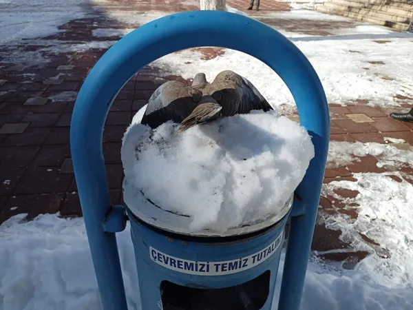 insanligin-dondugu-fotograf-kumru-dondurucu-sogukta-telef-oldu-1643020115701.jpg İnsanlığın donduğu fotoğraf! Kumru dondurucu soğukta telef oldu-5