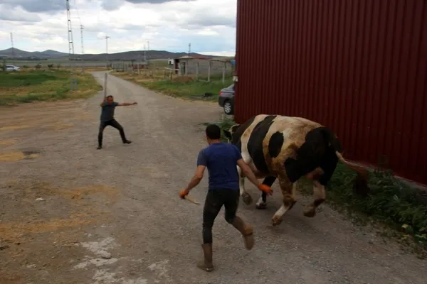 72-bin-500-liraya-satildi-dev-tosun-1-ton-220-kilogram-agirliginda-1656315870475.jpg 72 bin 500 liraya satıldı! Dev tosun 1 ton 220 kilogram ağırlığında-5