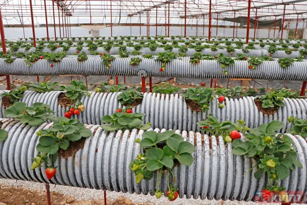 Jeofizik mühendisi 2 milyonluk yatırımla çilek serası kurdu! Taleplere yetişemiyor - 1