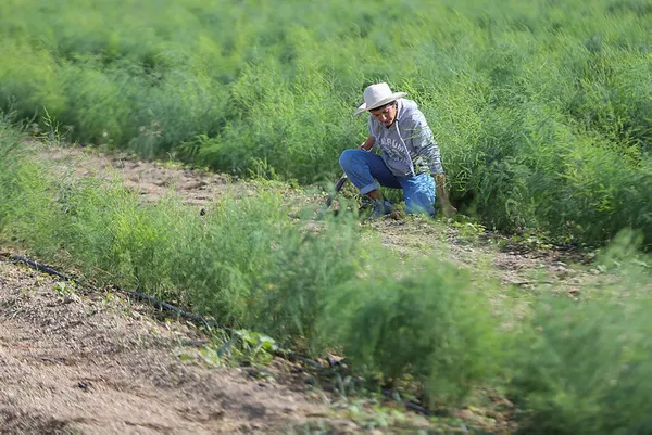 odtu-mezunu-pazarlama-muduru-isini-birakti-simdi-250-donumde-kuskonmaz-yetistiriyor-1603959470051.jpg ODTÜ mezunu pazarlama müdürü işini bıraktı, şimdi 250 dönümde kuşkonmaz yetiştiriyor-4