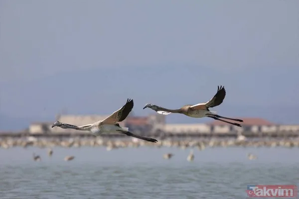 Minik allı turnalar (flamingolar) uçmayı İzmir Kuş Cenneti'ndeki doğal kreşte öğreniyorlar - 21
