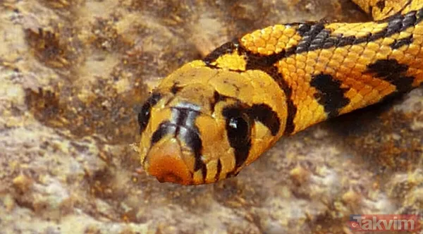 Rüyada piton yılanı görmek ne anlama gelir? Rüyada piton yılanı görmek neye işarettir? Rüyada piton yılanı görmenin anlamı, yorumu... - 3