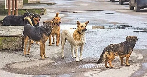 Sahipsiz hayvanlara yönelik düzenlemeler içeren düzenleme komisyonda kabul edildi