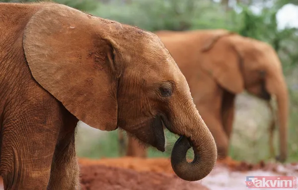 Melania Trump az daha filin altında kalıyordu - 13