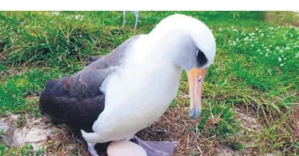 Sürpriz yumurta! Dünyanın en yaşlı yabani kuşundan sevindiren haber