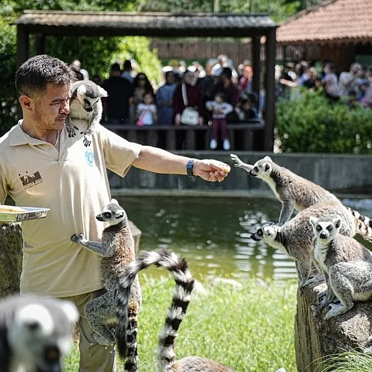 Penguene klima lemura buzlu meyve