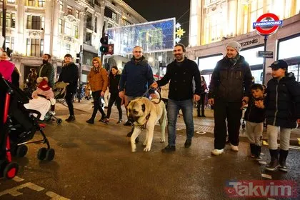 Londra sokaklarında gezen Anadolu çoban köpeği ilgi odağı oldu