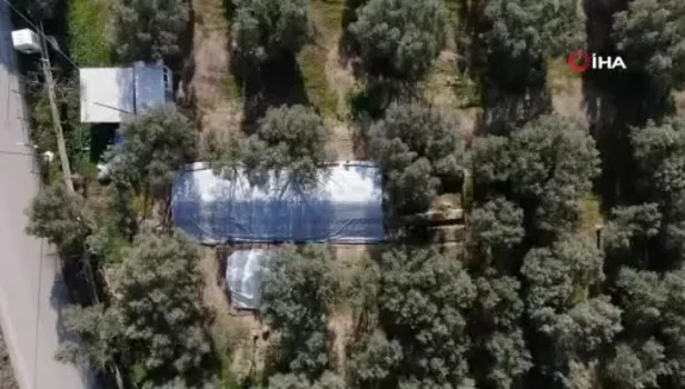 Jandarma koruyor! İznik'te lahit tarlası