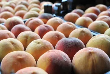 Böbreklere şeftali desteği