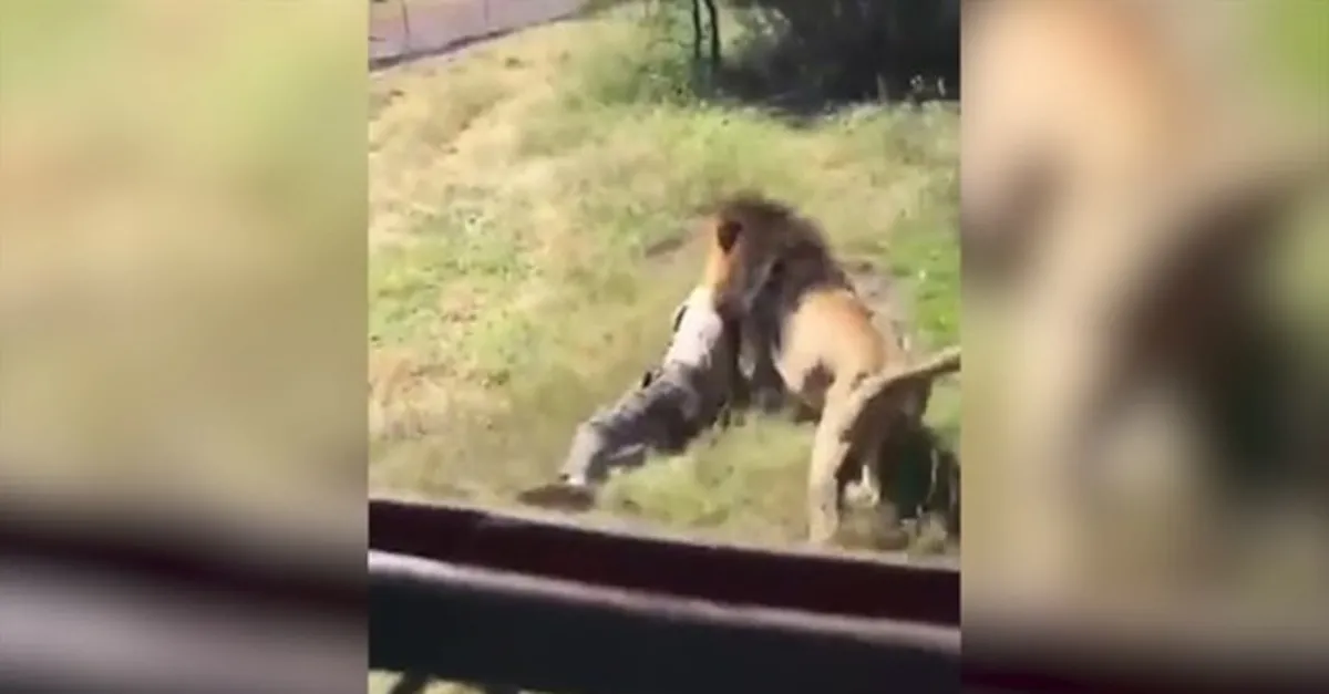 Böylesi daha önce yaşanmadı! Korkunç aslan saldırısı görenleri şoke etti! Sonrasında olanlar ise tam bir mucize...
