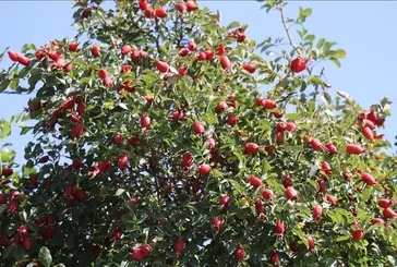 Kabızlığa kuşburnu