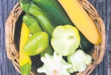 Balkabağının besleyici gücü şaşırtıyor