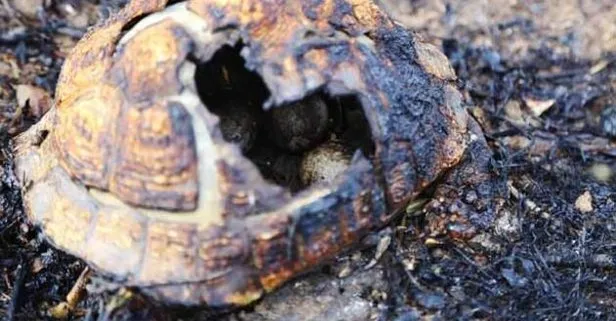 Yürek yakan görüntü! Kaplumbağa ve yumurtaları yandı