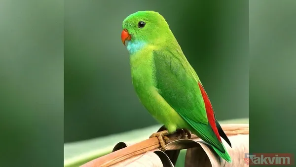 Yapay zeka kuşların evrimini geriye çekti! İlk uçuşun kökeni 60 milyon yıl öncesine ait - 10