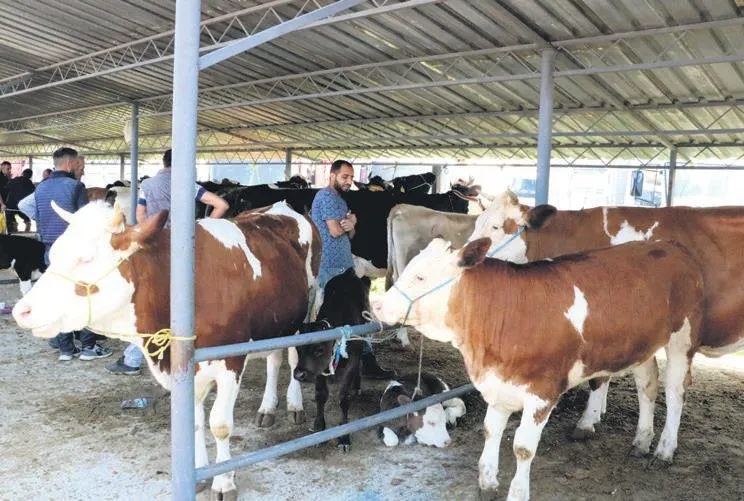 Satılmayan kurbanlıkları ESK alacak