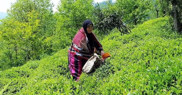 Son dakika: Yaş çay üreticileri 30 Nisan’a kadar Rize’ye gelebilecek