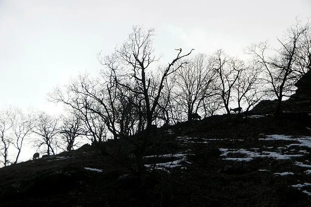 Tunceli'de yiyecek bulmakta zorlanan dağ keçisi sürüsü ilçeye indi-2