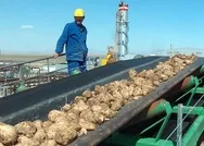 Türkiye Şeker Fabrikaları işçi alımı başvurusu nereden yapılır? İşçi alımı başvuru şartları nelerdir?