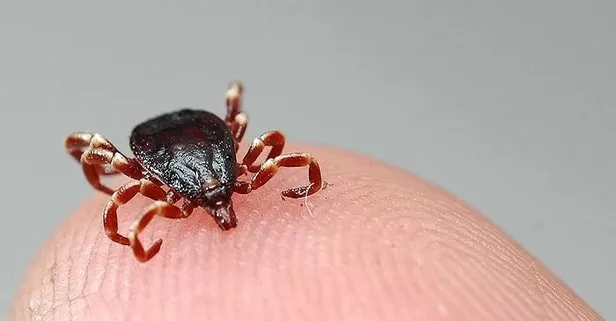 Sivas’ta kene can aldı: KKKA’dan ölenlerin sayısı 10 oldu
